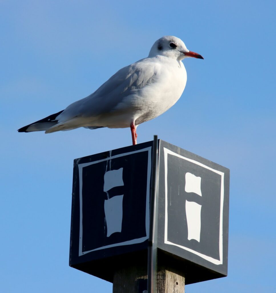 a seagull sitting on top of a parking sign