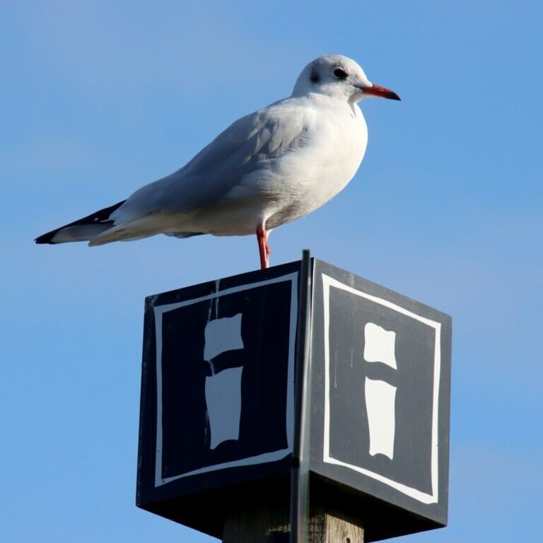 a seagull sitting on top of a parking sign